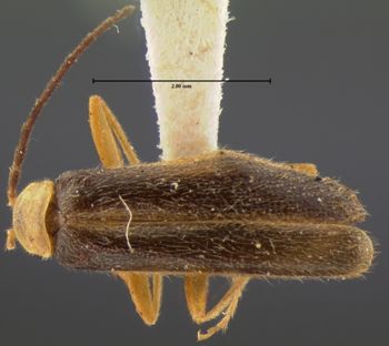 Media type: image;   Entomology 3400 Aspect: habitus dorsal view